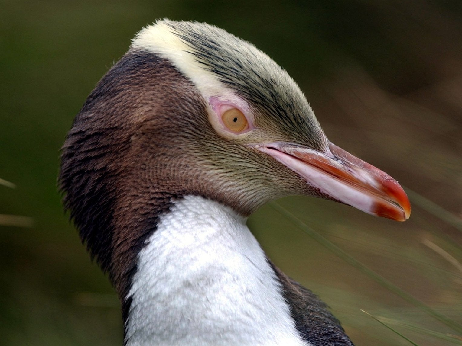 A yellow-eyed penguin on Enderby Island