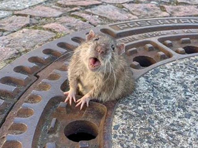 The rotund rodent found itself in a sticky situation after trying to climb through a manhole cover in Germany