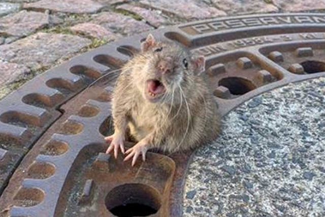 The rotund rodent found itself in a sticky situation after trying to climb through a manhole cover in Germany