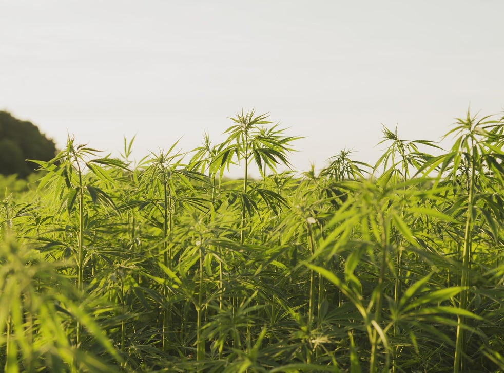 High grade cannabis chemicals produced using brewing yeast High grade cannabis chemicals produced using brewing yeast