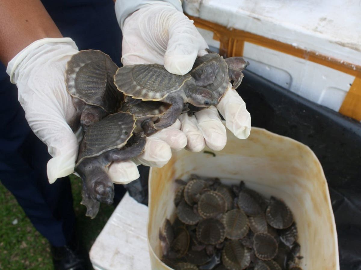 Thousands Of Smuggled Rare Turtles Seized By Authorities In Malaysia The Independent The Independent