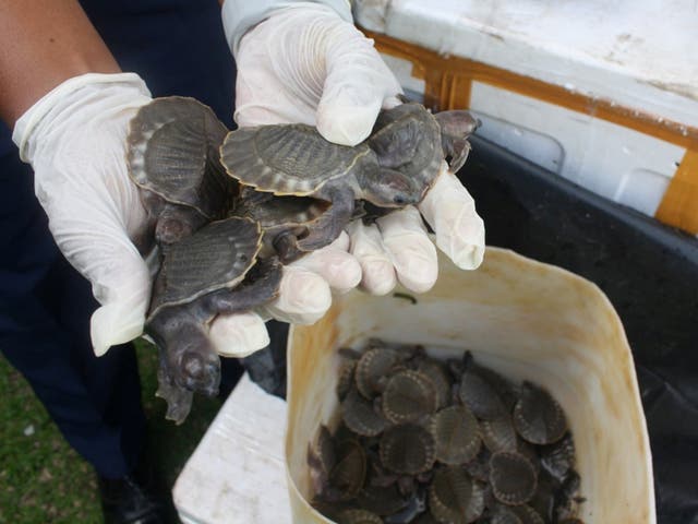 Some of the thousands of pig-nosed turtles seized after the Malaysian bust