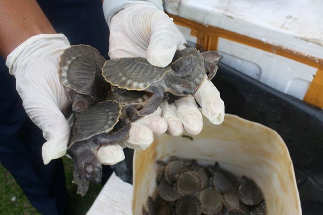 Some of the thousands of pig-nosed turtles seized after the Malaysian bust