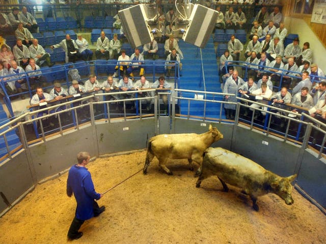 An auction worker herds two cows around the sales ring