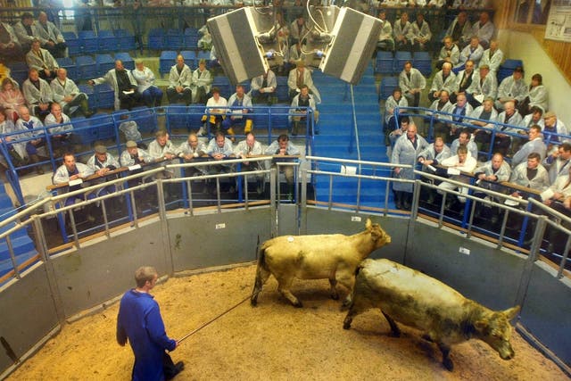 An auction worker herds two cows around the sales ring