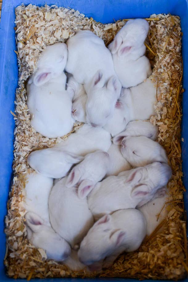 Baby rabbits born on industrial breeding farm