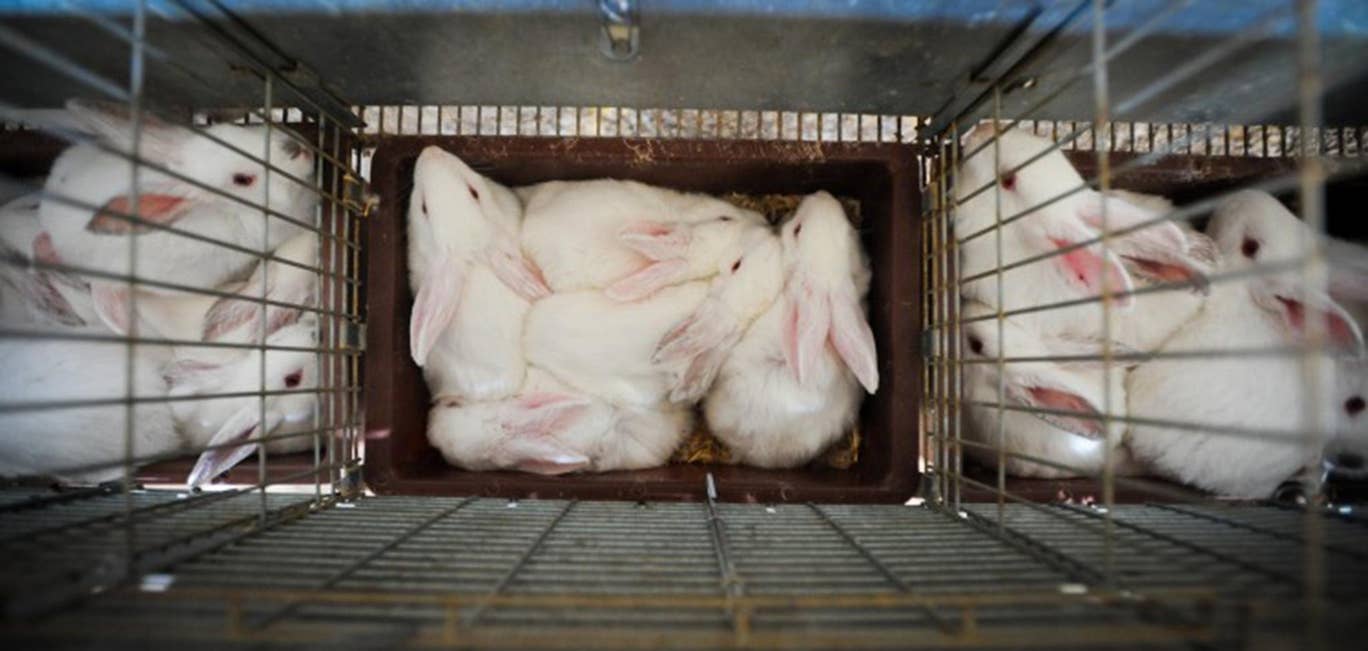 Rabbits in breeding cages