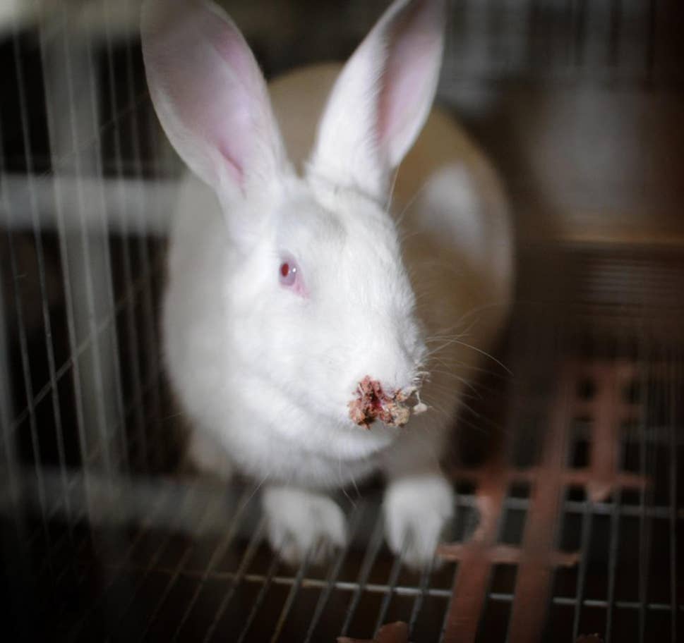 Rabbit with face injury