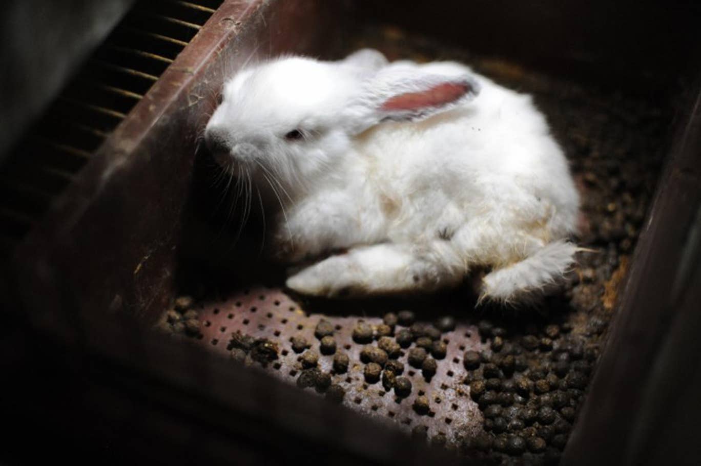 A rabbit lies at the bottom of a cage, surrounded by feces