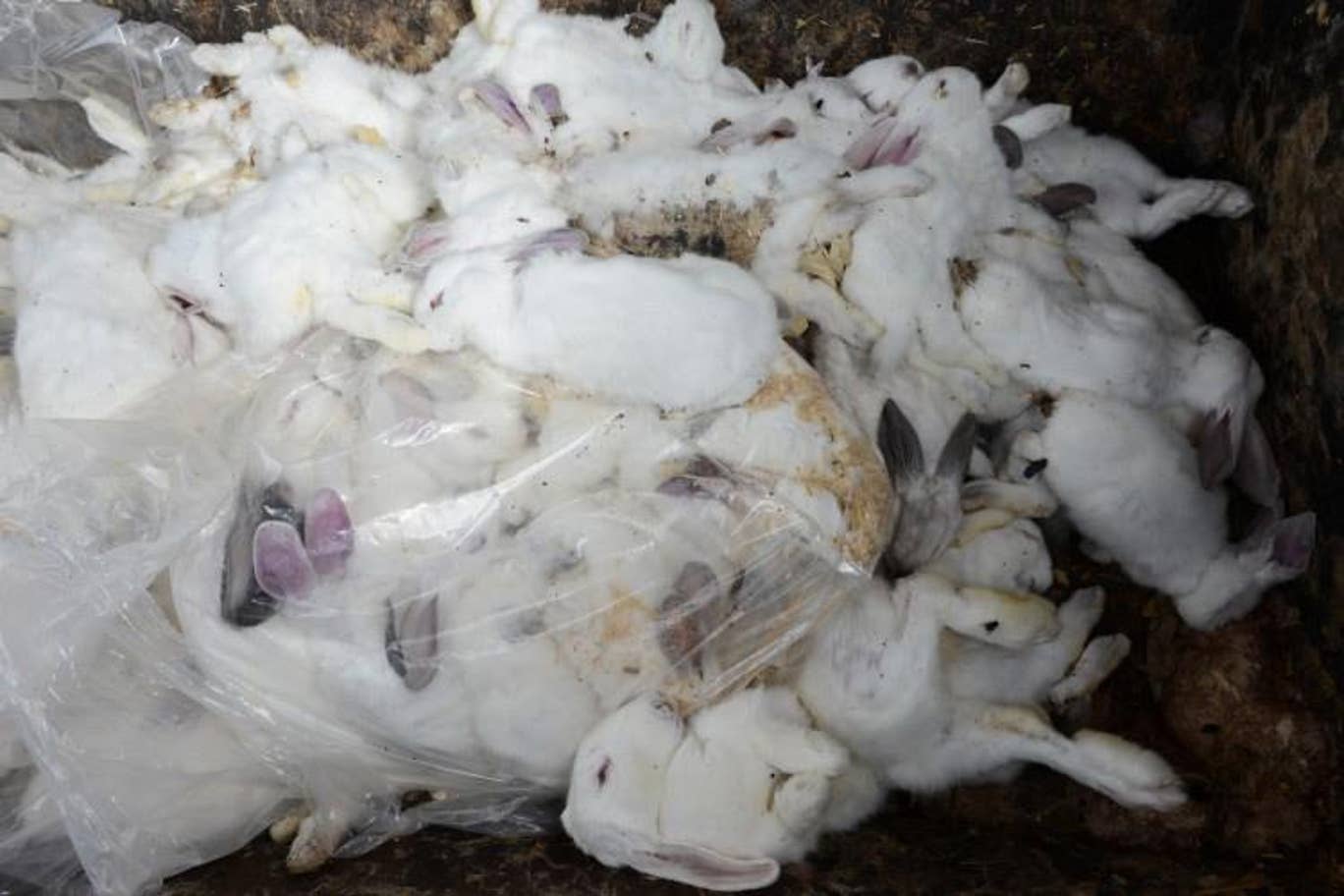 Dead rabbits piled and bagged in a bin