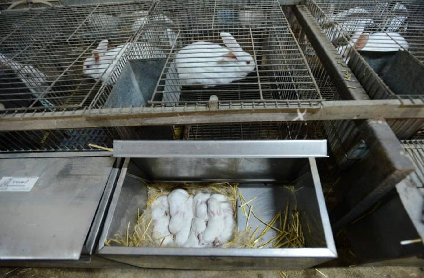 Rabbits and young in breeding cages