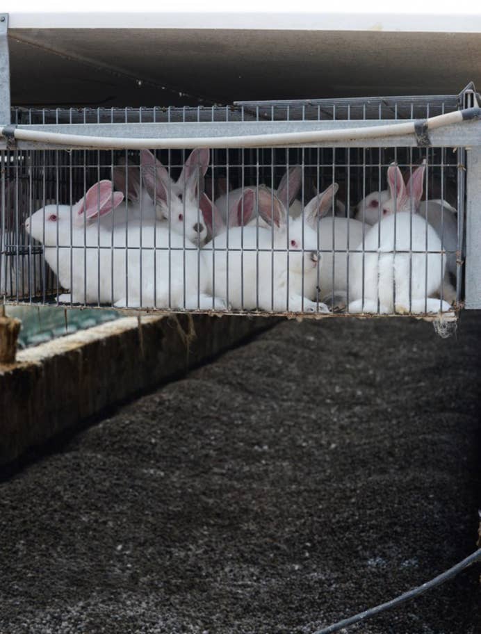 Rabbit cages hover above excrement on breeding farm