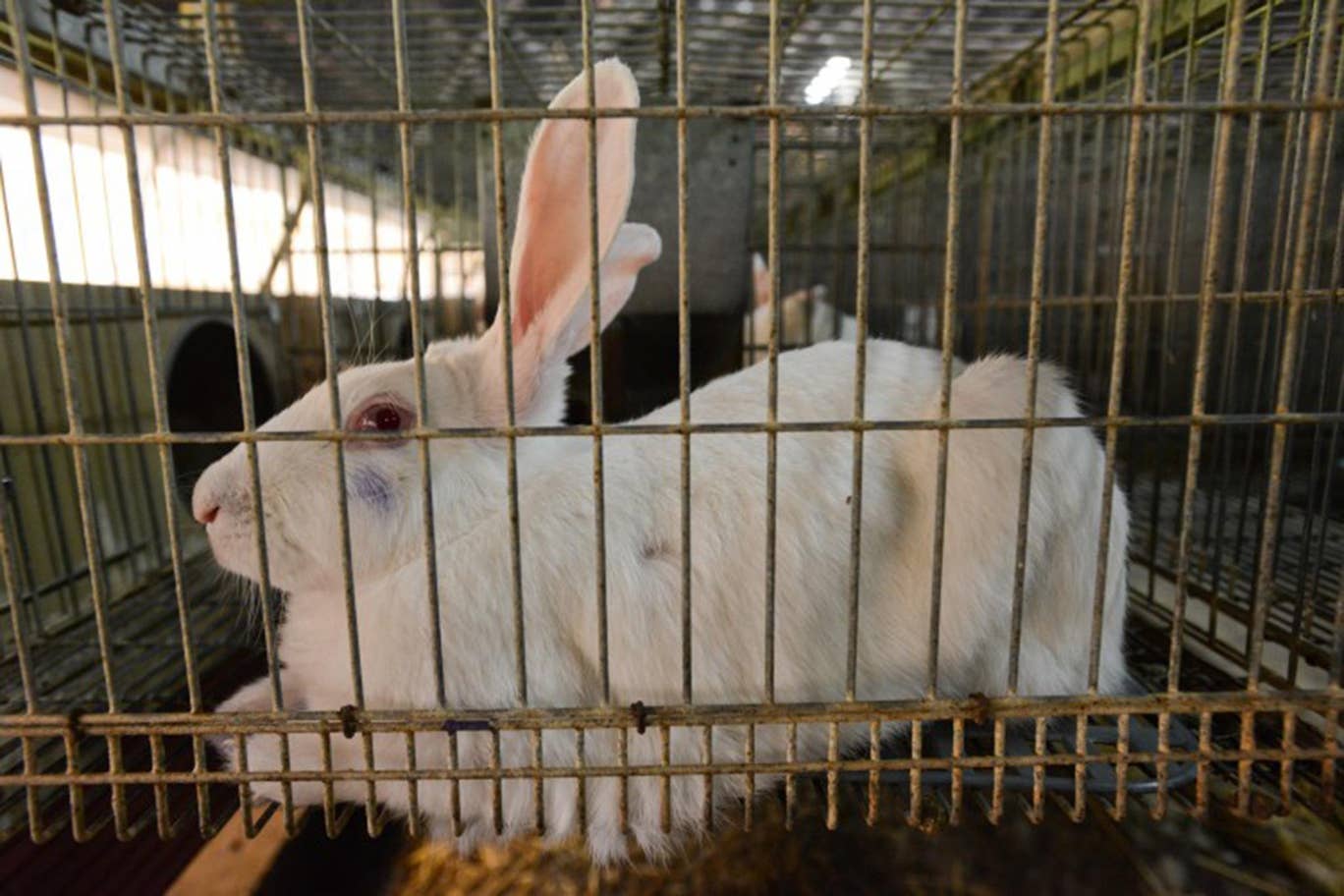 Rabbit in a breeding cage