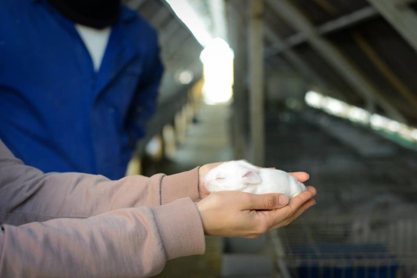 Baby rabbit born on industrial breeding farm