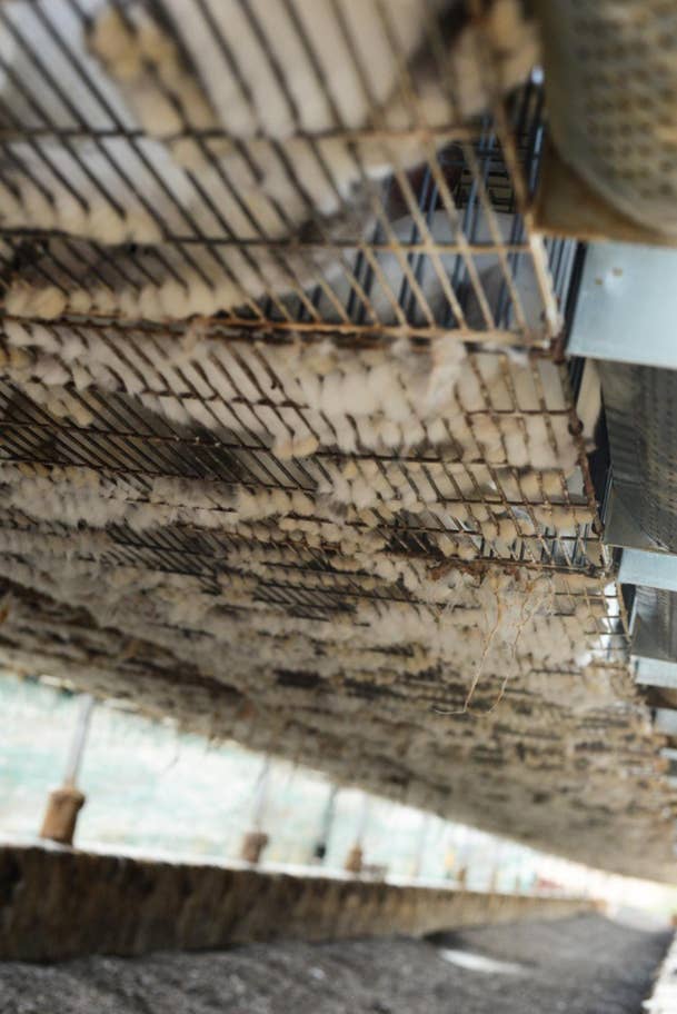 Rabbits in cages hover above excrement on breeding farm