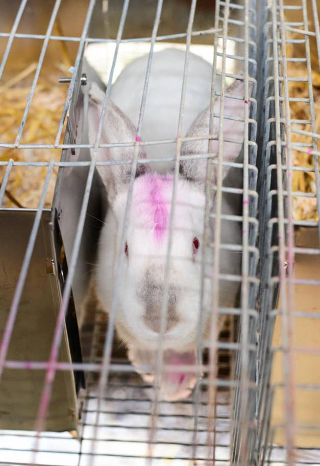 Spray painted rabbit confined in a breeding cage
