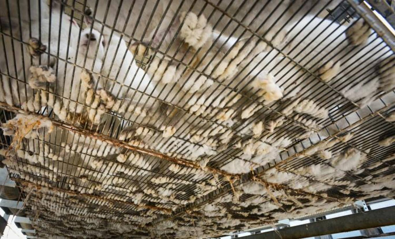 Rabbits in breeding cages