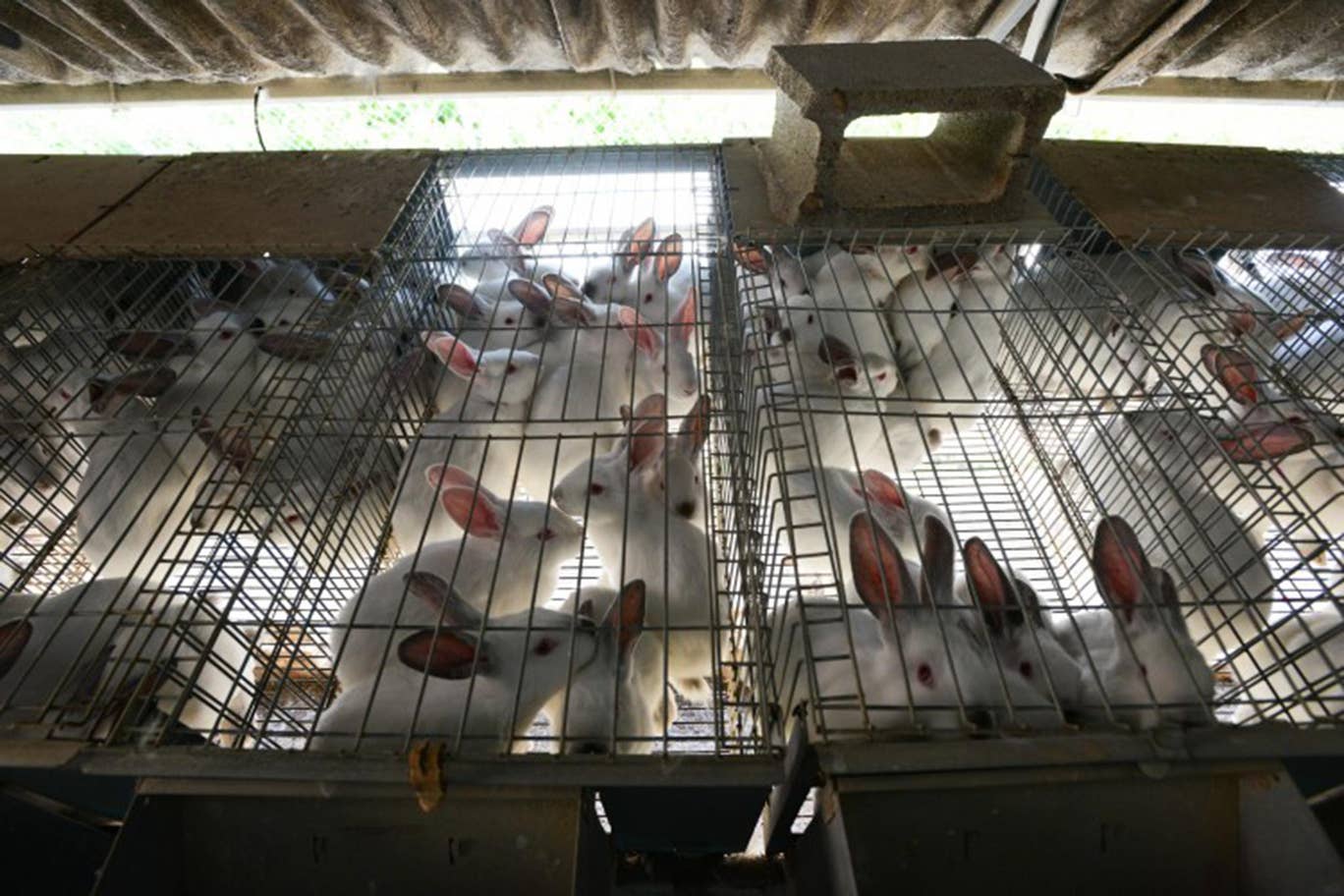 Rabbits in breeding cages