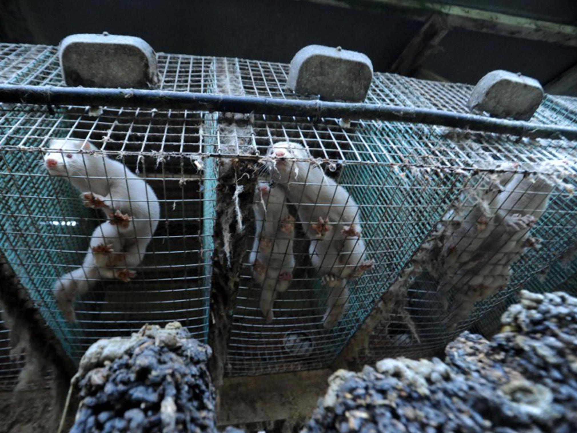 Ireland poised to end fur farming, sparing thousands of mink from 'lives of  misery' | The Independent | The Independent