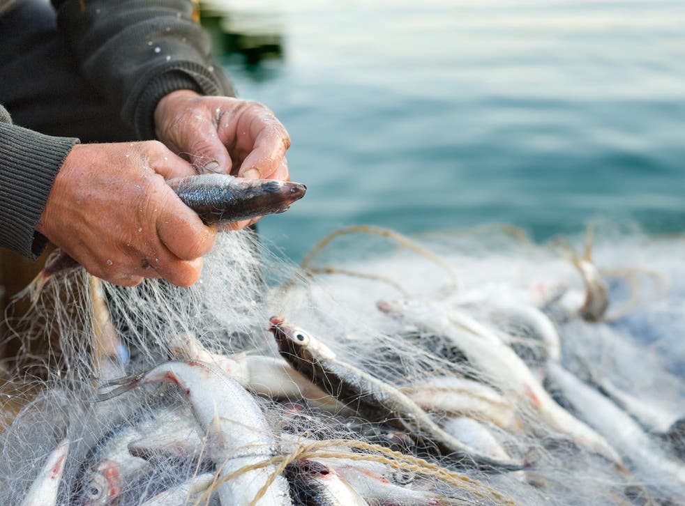 Scientists have warned that climate change is already harming fish stocks