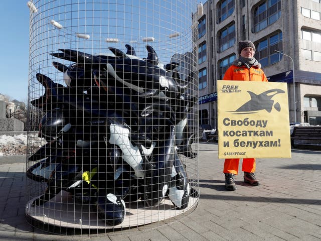 A Greenpeace activist attends a protest against against the "whale prison" in Moscow