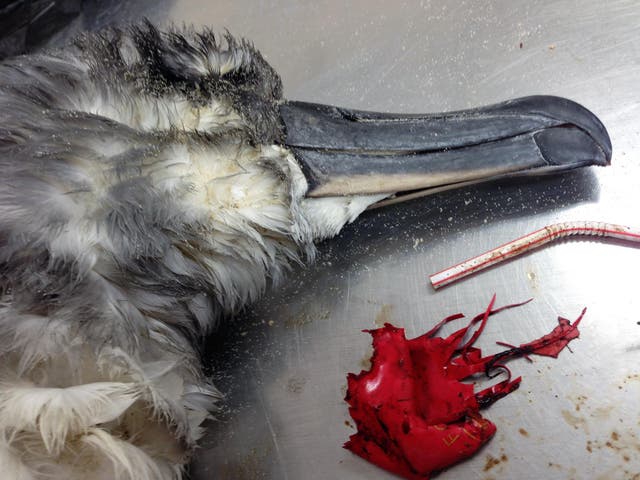 Grey headed albatross autopsy with balloon debris