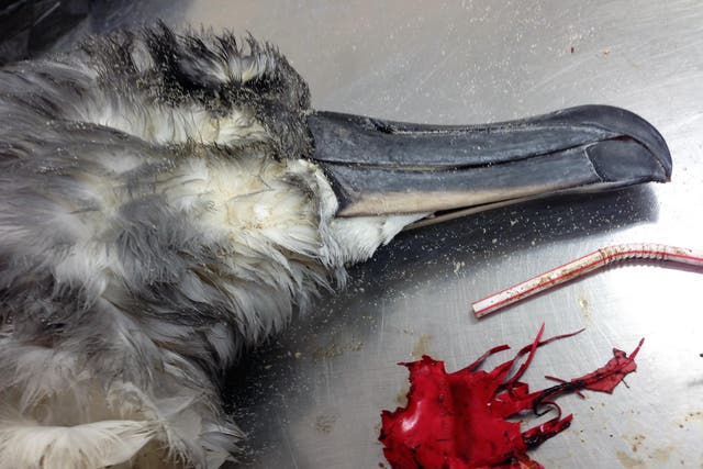 Grey headed albatross autopsy with balloon debris