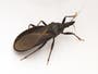 Californians could have potentially fatal ‘kissing bug’ disease