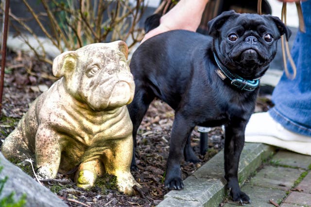 Edda the pug is photographed in Dusseldorf, Germany