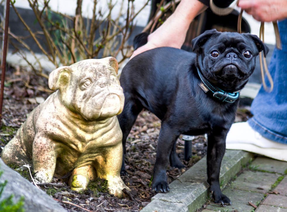 Edda the pug is photographed in Dusseldorf, Germany
