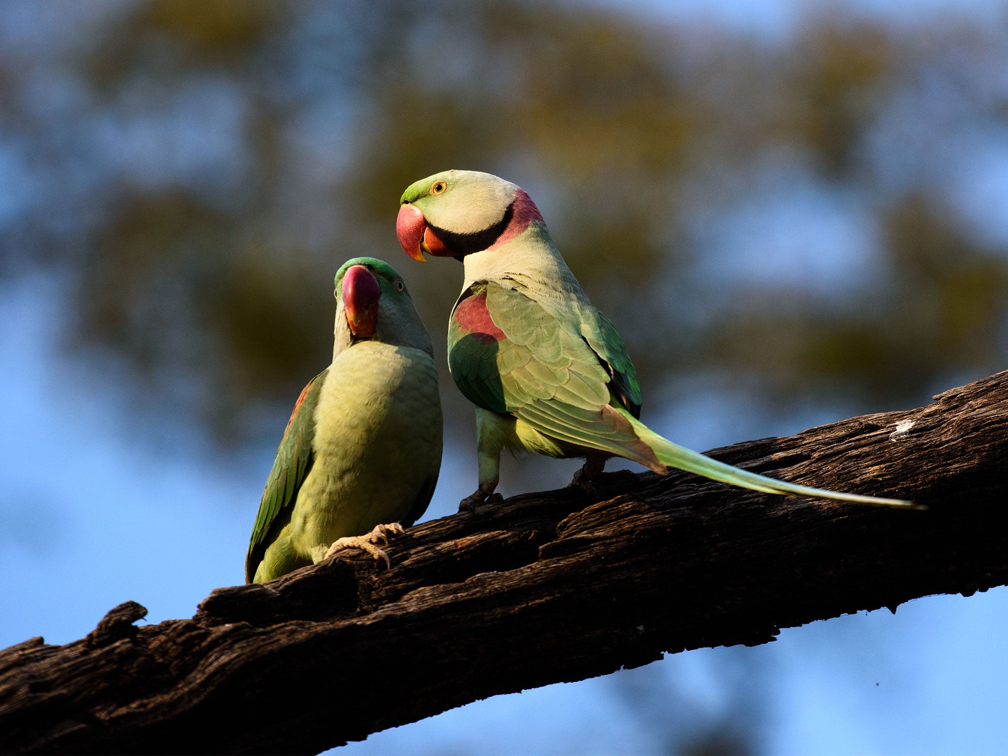 A group of parakeets in India are steeling farmers' opium crops after getting hooked on the drug