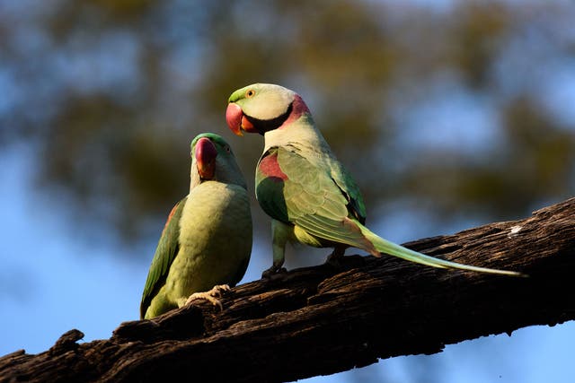A group of parakeets in India are steeling farmers' opium crops after getting hooked on the drug