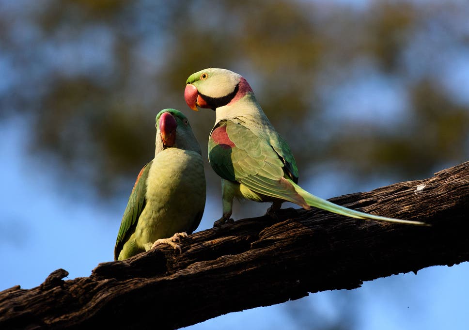 A group of parakeets in India are steeling farmers' opium crops after getting hooked on the drug 