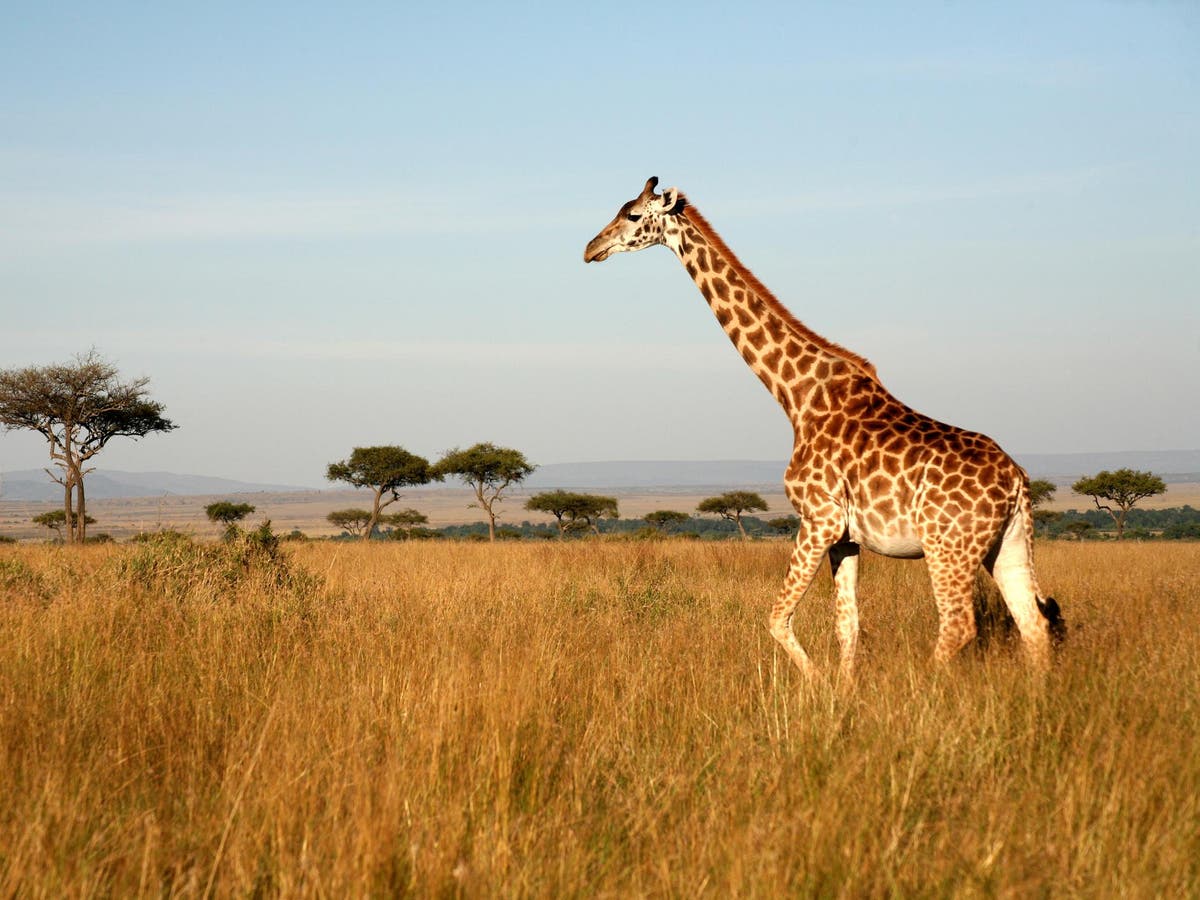 African nations call for restrictions on giraffe trade after ...