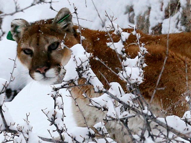 A mountain lion in fresh snow in Colorado's foothills