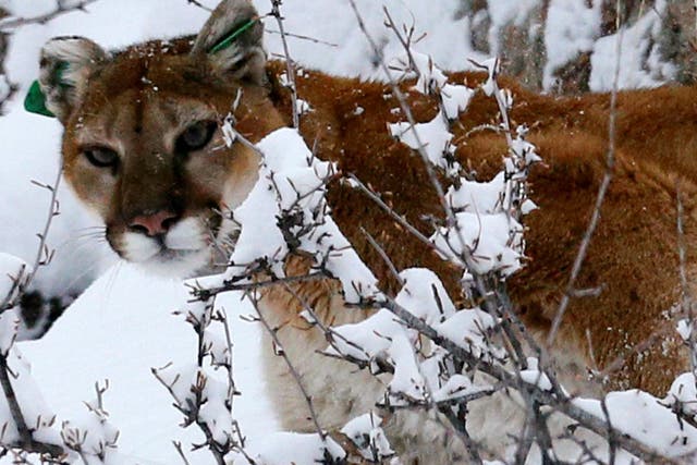 A mountain lion in fresh snow in Colorado's foothills