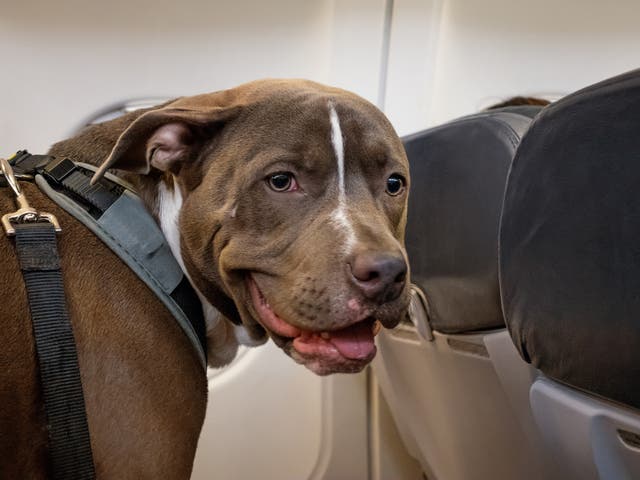 The emotional support pitbull like this one allegedly bit Gabriela Gonzalez in the face at Portland International Airport