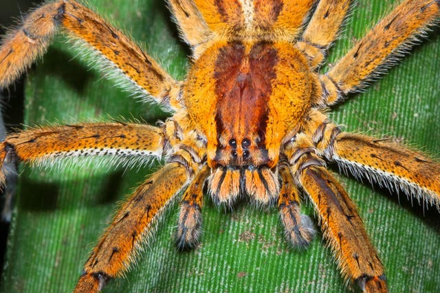 Brazilian wandering spiders exist across South and Central America and some species have a deadly bite