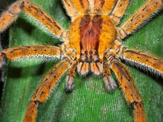 Spider venom drug could be more effective than Viagra, researchers say