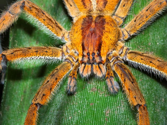 Brazilian wandering spiders exist across South and Central America and some species have a deadly bite