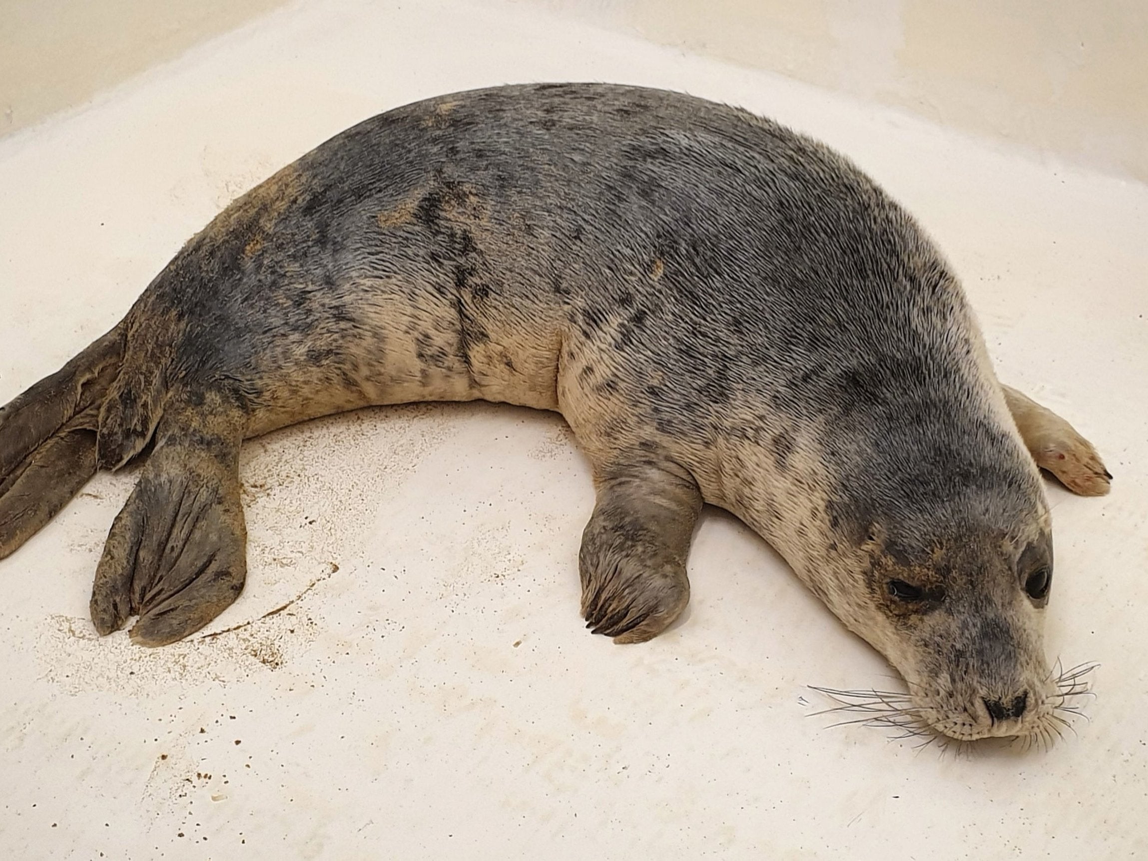 The grey seal was treated for a slight eye infection before being released