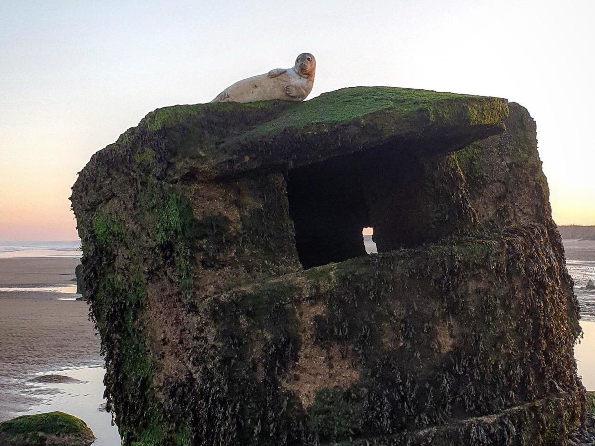 Seal rescued after getting stuck on top of Second World War pillbox for more than 24 hours