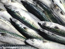 British mackerel has sustainable status stripped after years of overfishing