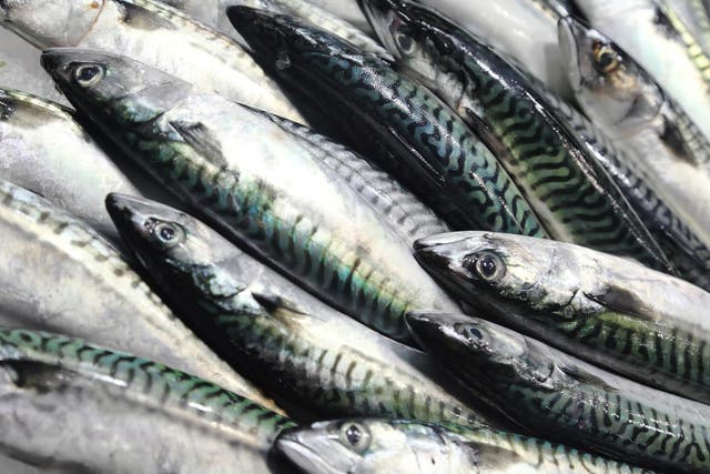 Mackerel stocks have been declining for at least eight years