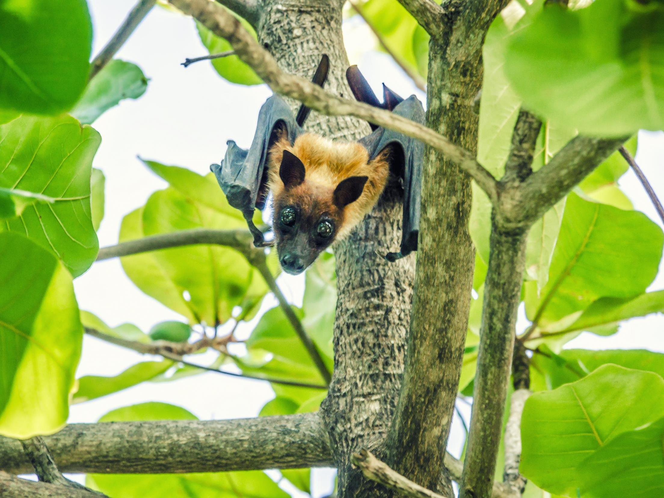 At least 50,000 fruit bats have been culled in Mauritius since they have been forced to survive on orchard fruits because of deforestation