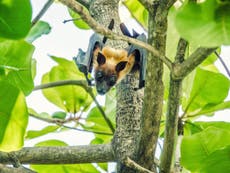 Mass culls ‘driving endangered fruit bats to extinction’ in Mauritius 