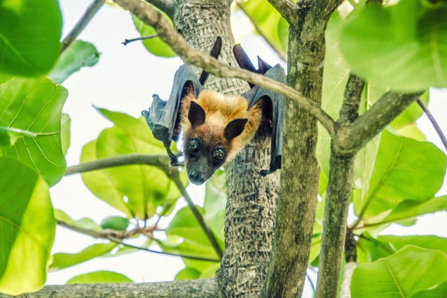At least 50,000 fruit bats have been culled in Mauritius since they have been forced to survive on orchard fruits because of deforestation