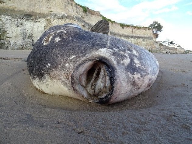  A 73-foot rare hoodwinker sunfish lies dead on Gearhart Beach in Oregon.
