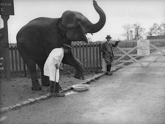 A keeper at Oxford Zoo gives Rosie the elephant a disinfectant footbath