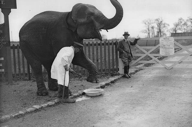 A keeper at Oxford Zoo gives Rosie the elephant a disinfectant footbath